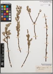 Foto von Salix cinerea L.